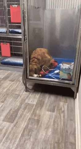 cuteanimalland giphyupload GIF