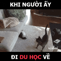 lozihn GIF by Lozi Singapore Co.