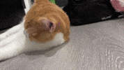 貓咪 GIF