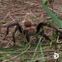 Oh My God Omg GIF by Discovery