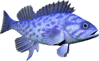 fish STICKER
