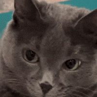Cat Smile GIF
