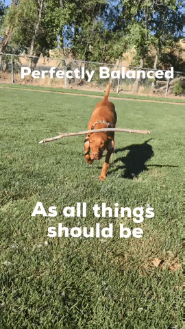 Perfectly Balanced GIF