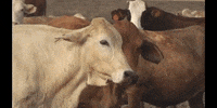 Education Biology GIF by DIIMSA Stock