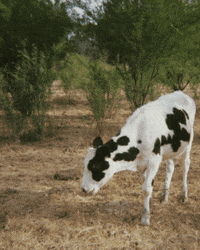 luiseyeruno film carne nishika 35mm GIF