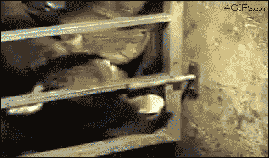 cow GIF