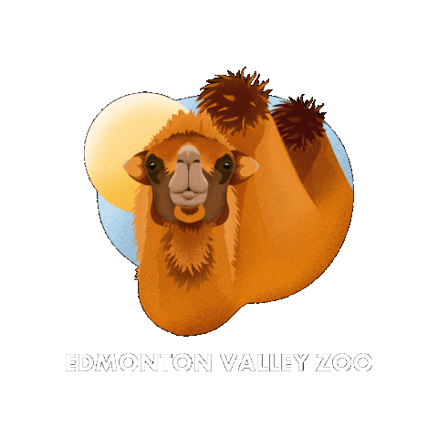 Camel Sticker by Valley Zoo Development Society