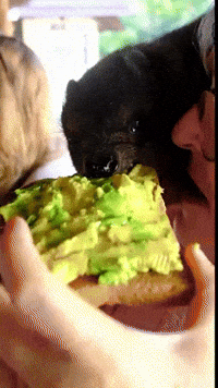 Hungry Bread GIF