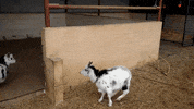 adopt best friends GIF by Best Friends Animal Society