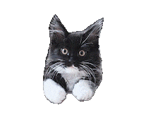 Cat Calico Sticker