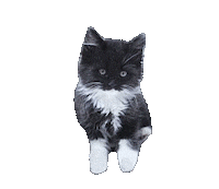 Cat Calico Sticker