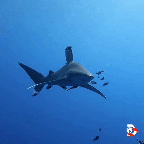 Ocean Swimming GIF by Shark Week