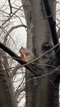 Squirrel Nestled in Tree Munches on Pizza