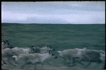 vintage caribou GIF by Canadian Museum of History
