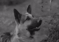 classic film woof GIF by Warner Archive