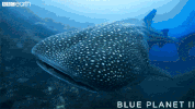 blue planet ocean GIF by BBC Earth