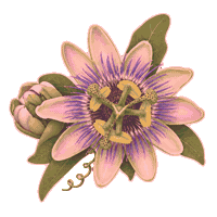 Botany Botanica Sticker by SYSFLORA