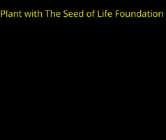 Tree Plant GIF by The Seed of Life Foundation