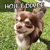 Budapets cat dog gato pets GIF