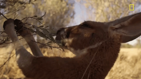 nat geo eating GIF by National Geographic Channel