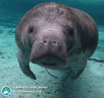 Save The Manatee Club GIFs - Find & Share on GIPHY