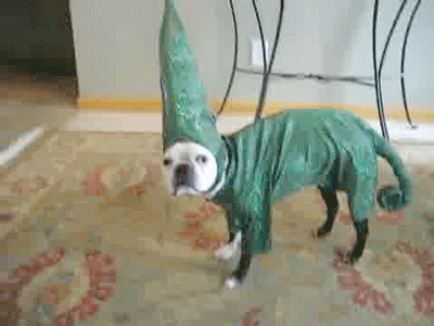 Dogs GIF