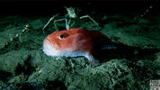 blue planet fish GIF by BBC America