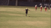 Cnms19 GIF by Carson-Newman Athletics