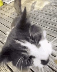 Cat GIF