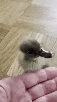 Duck Hello GIF