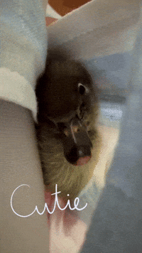 Duck Love GIF