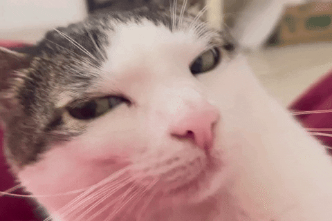 monkeycatluna crunchycatluna crunchycat luna judgy cats cat GIF