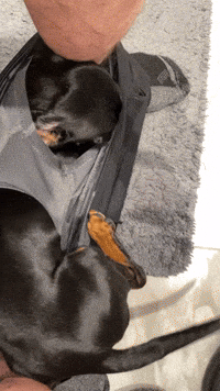 piper_the_dachshund_uk dog puppy toilet dachshund GIF