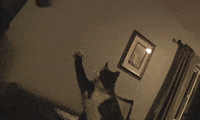 Video gif. Cat fist bumps a human.