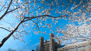 spring campus GIF by Washington University in St. Louis