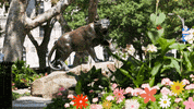 GIF by University of Pittsburgh