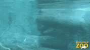 Hungry Summer GIF by Brookfield Zoo