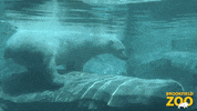 Hungry Summer GIF by Brookfield Zoo