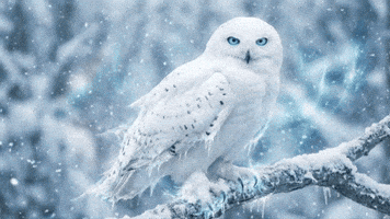 Frost-Feather the Silent ❄️