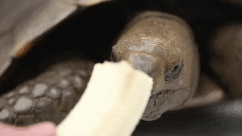 zooknoxville giphygifmaker hungry breakfast banana GIF