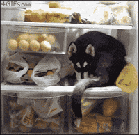 dog puppy GIF