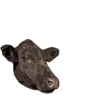Cow Angus Sticker by Esterhazy