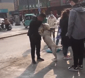 cuteanimalland giphyupload GIF