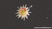 marine life wildlife GIF by KQEDScience