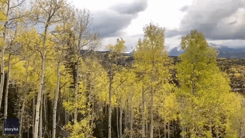 Footage Shows Fall Foliage as Season Turns in Colorado