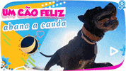 GIF by abana a cauda