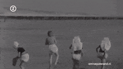 omroepzeeland  GIF