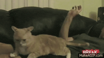 scratching GIF