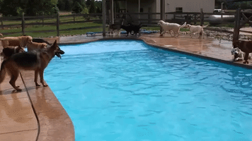 Dog day Care Center Throws a Pool Party