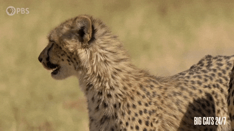 Season 2 Cheetah GIF by PBS